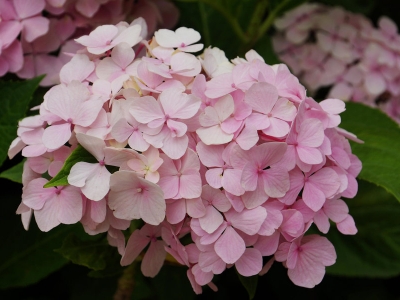 繡球花一般能長多高