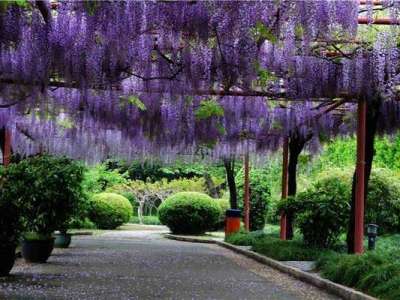 紫藤花哪一品種最好？