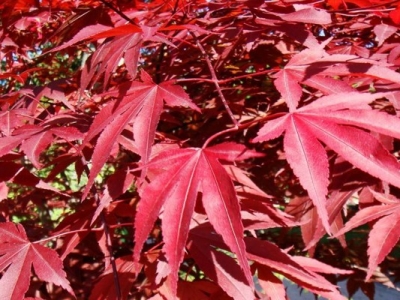 日本紅楓哪個品種最紅？