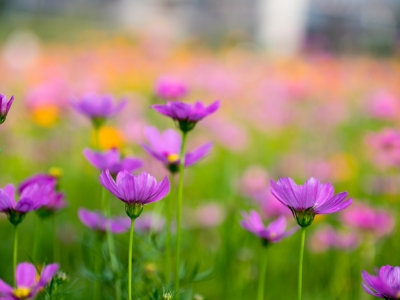 高桿格桑花大約多高