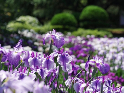 花菖蒲什么時候可以栽種？