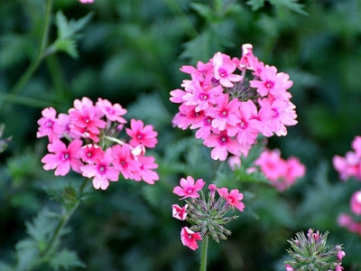 適合東北栽植的多年生草本花卉？