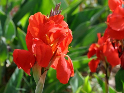 東北開紅色花的草本花卉有哪些？