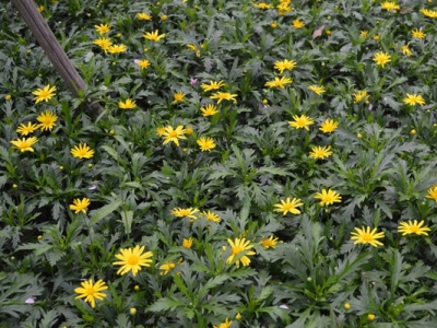 東北多年生草本花卉有哪些？