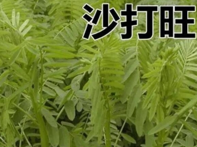 沙打旺牧草種植技術