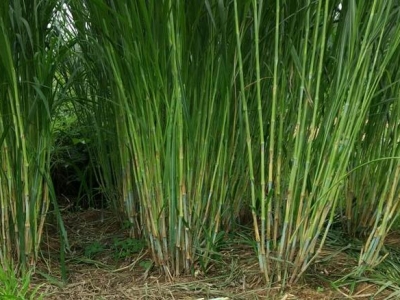 種植草一畝地牧草投資多少錢