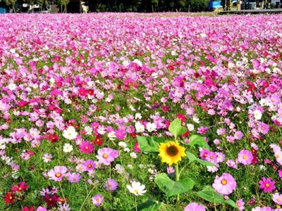 格桑花種子隔年還能發芽嗎？