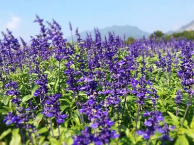 鼠尾草哪里能種？