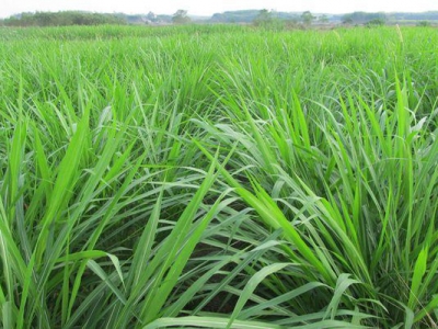 野生黑麥草一般長在哪里？