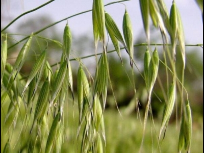 燕麥畝產(chǎn)量一般多少斤