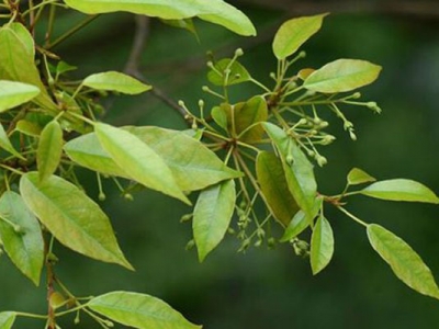 杜英會開花嗎？