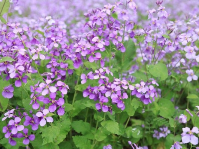 二月蘭六七月還開(kāi)花嗎？