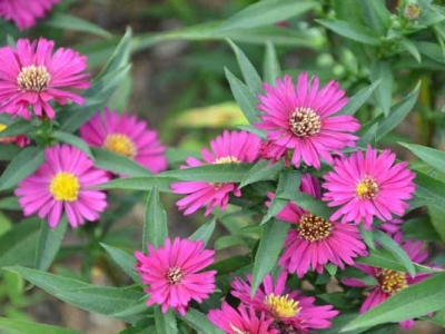 荷蘭菊6月開(kāi)花嗎？