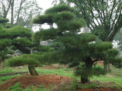 黑松會開花嗎？