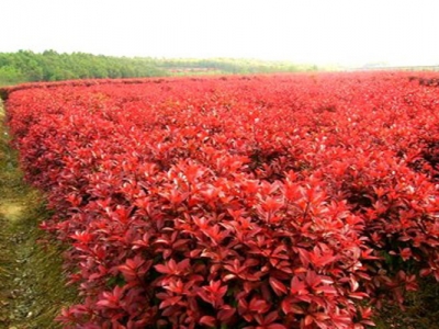 紅瑞木開花嗎？