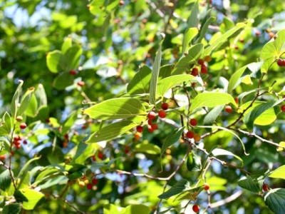 樸樹開花嗎？