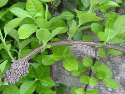 小葉扶芳藤會開花結果嗎？