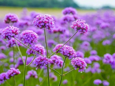 闊葉馬鞭草多久發(fā)芽？