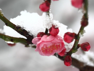 梅花樹苗多少錢一棵？