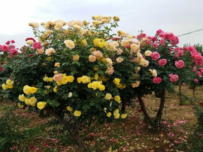 木本月季花多少錢一棵？