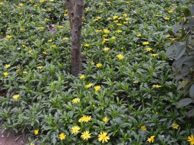 串葉松香草是豆科牧草嗎？