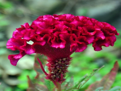 鳳尾雞冠花第二年可以自己發(fā)芽嗎？