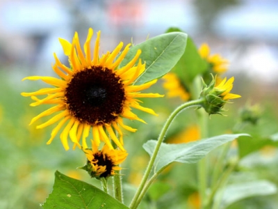 今年6月10號種的葵花還能成熟嗎？