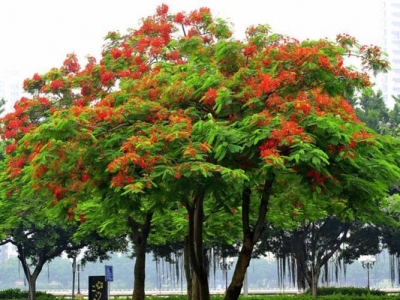 紅花楹要多久才開花？