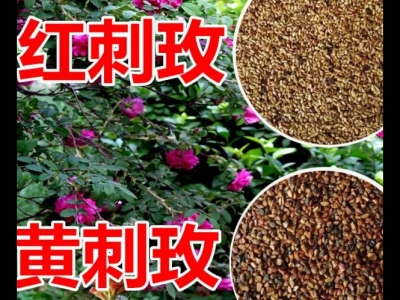 玫瑰種子泡水后多久發芽