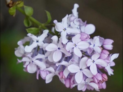 東北種植花的品種