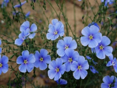 開藍(lán)色花的草花有哪些？