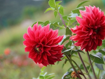 夏季開紅花的草花是什么？