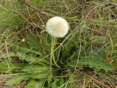 夏天開白花的草花是哪些？