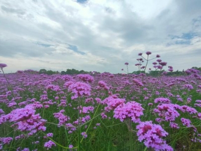 重慶常見的花草有什么？