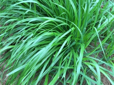 黑麥草的花為完全花嗎？