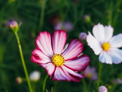 格桑花冬天能凍死嗎