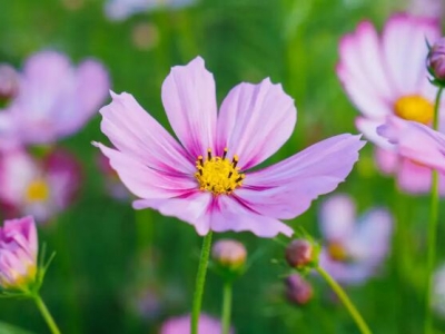 格桑花有自播能力嗎