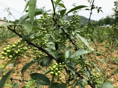 花椒夏季能播種了嗎?