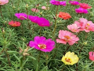 夏季種太陽花能發芽嗎