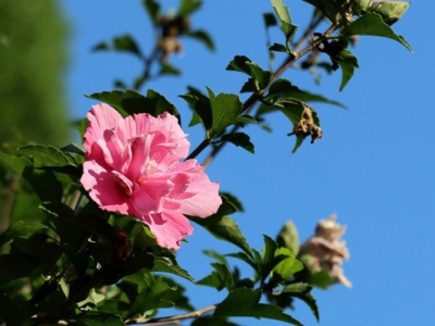 木槿花6月份可以移植嗎？