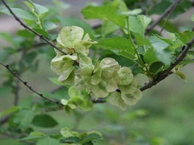 東北榆樹種子7月份可以種植嗎？