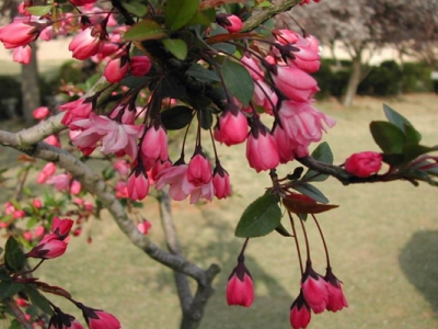 垂絲海棠的花是什么顏色？