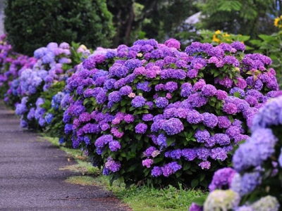 福建6,7月份種什么紅色的花？