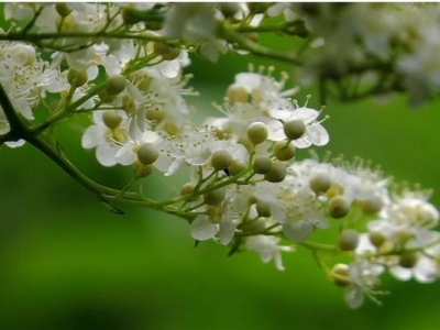 珍珠梅有開(kāi)粉紅色花的嗎？