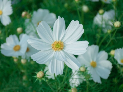 格桑花種子幾月份播種幾月開(kāi)花？