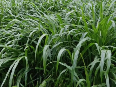 黑麥草第二年幾月份發芽