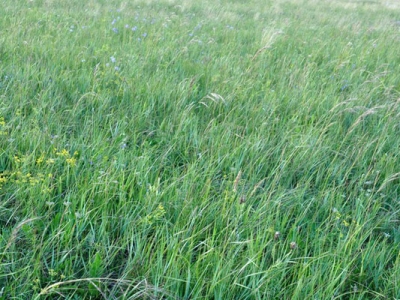 內(nèi)蒙多年生牧草哪一種好？