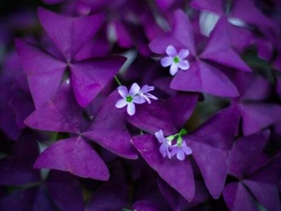 十一月份開花的草花品種？