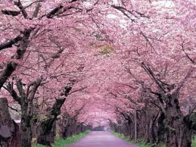 日本櫻花開花時間在幾月？