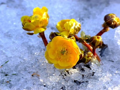 東北開花最早的花是什么花？